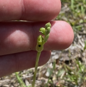 Hymenochilus bicolor at Mount Taylor - 8 Oct 2023