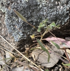 Oxalis exilis at Mount Taylor - 8 Oct 2023 11:38 AM