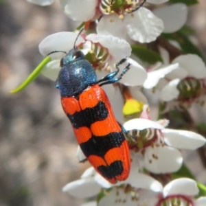 Castiarina crenata at Block 402 - 19 Nov 2023