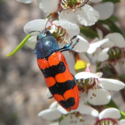 Castiarina crenata (Jewel beetle) at Block 402 - 19 Nov 2023 by Christine