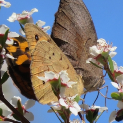 Heteronympha merope (Common Brown Butterfly) at Stromlo, ACT - 18 Nov 2023 by Christine