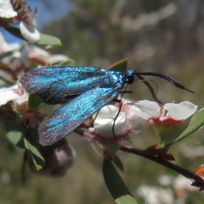 Pollanisus (genus) (A Forester Moth) at Block 402 - 19 Nov 2023 by Christine