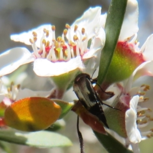 Mordella sp. (genus) at Block 402 - 19 Nov 2023