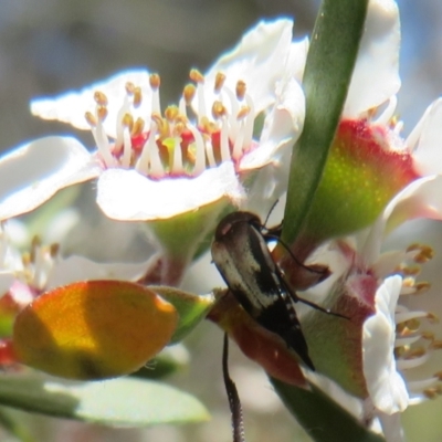 Mordella sp. (genus) (Pintail or tumbling flower beetle) at Block 402 - 19 Nov 2023 by Christine