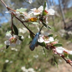 Mordella sp. (genus) at Block 402 - 19 Nov 2023