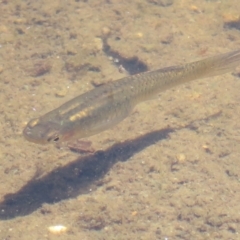 Gambusia holbrooki (Gambusia, Plague minnow, Mosquito fish) at Melba, ACT - 18 Nov 2023 by Christine