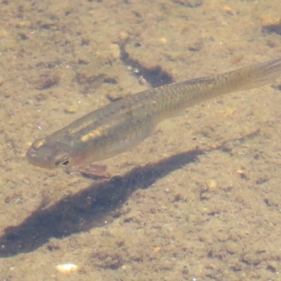 Gambusia holbrooki (Gambusia, Plague minnow, Mosquito fish) at Melba, ACT - 18 Nov 2023 by Christine