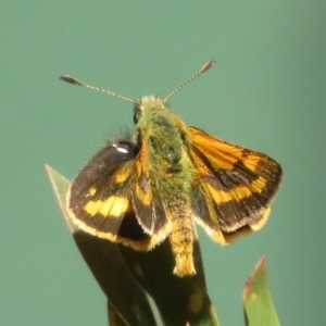 Ocybadistes walkeri at Flynn, ACT - 18 Nov 2023 10:52 AM