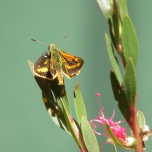 Ocybadistes walkeri at Flynn, ACT - 18 Nov 2023 10:52 AM