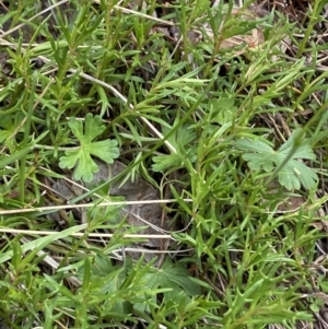 Haloragis heterophylla at Namadgi National Park - 13 Oct 2023