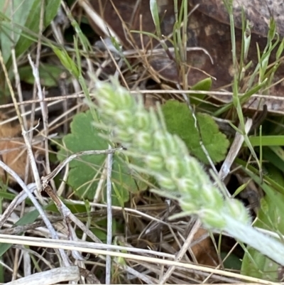 Plantago varia (Native Plaintain) at Namadgi National Park - 13 Oct 2023 by Tapirlord