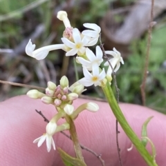 Stackhousia monogyna (Creamy Candles) at Namadgi National Park - 13 Oct 2023 by Tapirlord