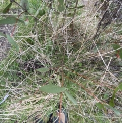 Eucalyptus dives at Namadgi National Park - 13 Oct 2023 05:02 PM