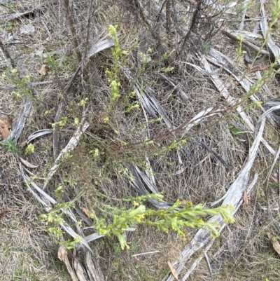 Pimelea curviflora var. gracilis (Curved Rice-flower) at Namadgi National Park - 13 Oct 2023 by Tapirlord