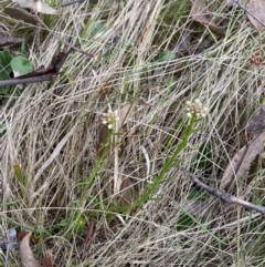 Stackhousia monogyna (Creamy Candles) at Namadgi National Park - 13 Oct 2023 by Tapirlord