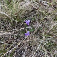 Viola betonicifolia (Mountain Violet) at Namadgi National Park - 13 Oct 2023 by Tapirlord