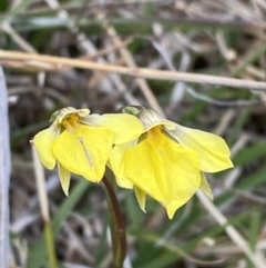 Diuris subalpina (Small Snake Orchid) at Namadgi National Park - 13 Oct 2023 by Tapirlord