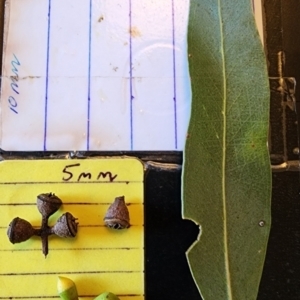 Eucalyptus rubida subsp. rubida at Red Hill Nature Reserve - 19 Nov 2023 06:26 PM