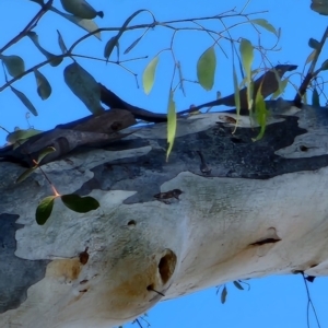 Eucalyptus rubida subsp. rubida at Red Hill Nature Reserve - 19 Nov 2023 06:26 PM