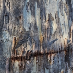 Eucalyptus rubida subsp. rubida at Red Hill Nature Reserve - 19 Nov 2023 06:26 PM