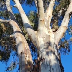 Eucalyptus rubida subsp. rubida at Red Hill Nature Reserve - 19 Nov 2023 06:26 PM