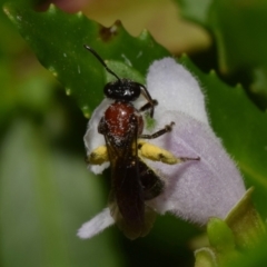 Lasioglossum (Callalictus) callomelittinum at ANBG - 19 Nov 2023 10:18 AM