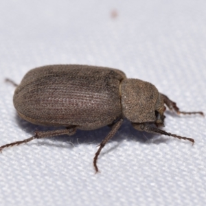 Maechidius sp. (genus) at QPRC LGA - 18 Nov 2023