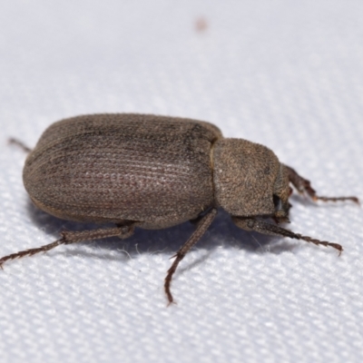 Maechidius sp. (genus) (Unidentified Maechidius scarab beetle) at QPRC LGA - 18 Nov 2023 by DianneClarke