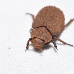 Omorgus sp. (Hide beetle) at QPRC LGA - 18 Nov 2023 by DianneClarke