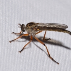 Unidentified Robber fly (Asilidae) at Jerrabomberra, NSW - 18 Nov 2023 by DianneClarke