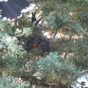 Pteropus poliocephalus at Hackett, ACT - 17 Nov 2023