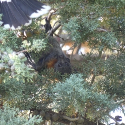 Pteropus poliocephalus (Grey-headed Flying-fox) at Hackett, ACT - 17 Nov 2023 by WalterEgo