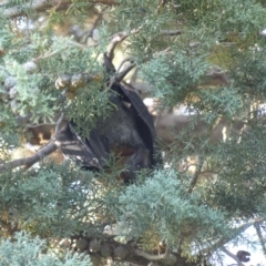 Pteropus poliocephalus at Hackett, ACT - 17 Nov 2023