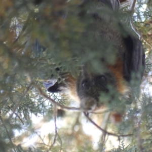 Pteropus poliocephalus at Hackett, ACT - 17 Nov 2023