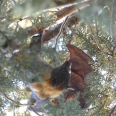 Pteropus poliocephalus at Hackett, ACT - 17 Nov 2023