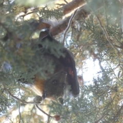 Pteropus poliocephalus at Hackett, ACT - 17 Nov 2023 06:34 AM