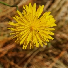 Hypochaeris radicata (Cat's Ear, Flatweed) at Isaacs Ridge and Nearby - 19 Nov 2023 by Mike