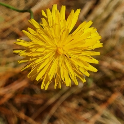 Hypochaeris radicata (Cat's Ear, Flatweed) at Isaacs Ridge and Nearby - 19 Nov 2023 by Mike