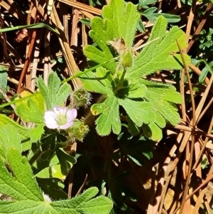 Geranium solanderi var. solanderi at Isaacs Pines (ICP) - 19 Nov 2023 10:44 AM