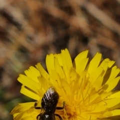 Lasioglossum (Chilalictus) lanarium at Isaacs Pines (ICP) - 19 Nov 2023