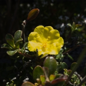 Hibbertia circumdans at Booderee National Park - 4 Aug 2023 10:38 AM