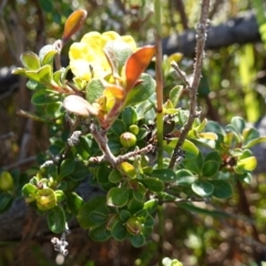 Hibbertia circumdans at Booderee National Park - 4 Aug 2023 10:38 AM