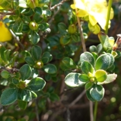 Hibbertia circumdans at Booderee National Park - 4 Aug 2023 10:38 AM