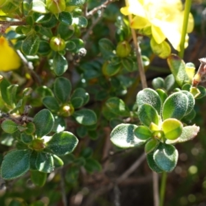 Hibbertia circumdans at Booderee National Park - 4 Aug 2023 10:38 AM
