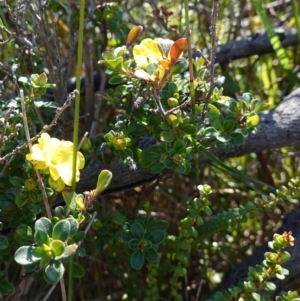 Hibbertia circumdans at Booderee National Park - 4 Aug 2023 10:38 AM