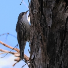 Cormobates leucophaea (White-throated Treecreeper) at Wodonga - 18 Nov 2023 by KylieWaldon