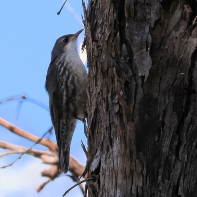 Cormobates leucophaea (White-throated Treecreeper) at Wodonga - 18 Nov 2023 by KylieWaldon