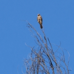 Falco cenchroides (Nankeen Kestrel) at West Wodonga, VIC - 18 Nov 2023 by KylieWaldon