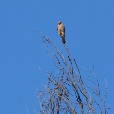 Falco cenchroides (Nankeen Kestrel) at West Wodonga, VIC - 18 Nov 2023 by KylieWaldon