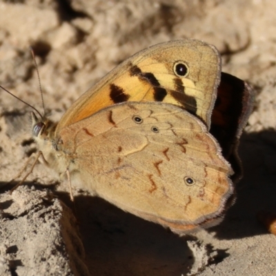 Heteronympha merope (Common Brown Butterfly) at Wodonga - 18 Nov 2023 by KylieWaldon